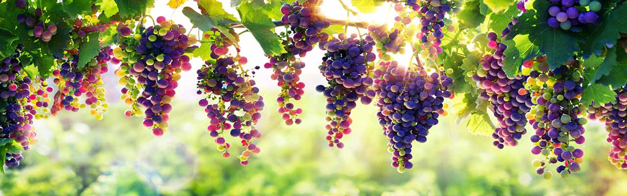 Casas rurales con viñedos en Toscana