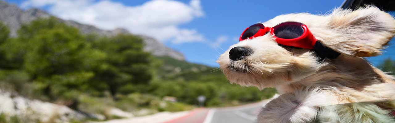 Umbria Casas Rurales con Se Permiten Mascotas